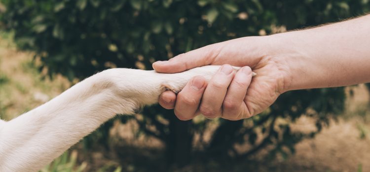 Αυγερινοπούλου για παράταση της ημερομηνίας υποβολής των αιτήσεων χρηματοδότησης για τη δημιουργία καταφυγίων αδέσποτων ζώων